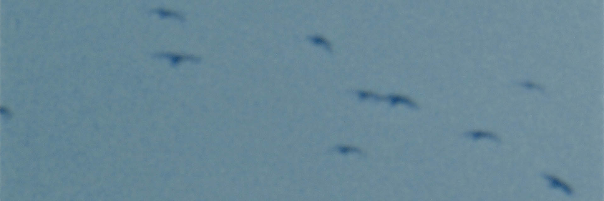 Banner „Die Presse“ Abo mit blauem Himmel und Silhouetten mehrerer Vögel