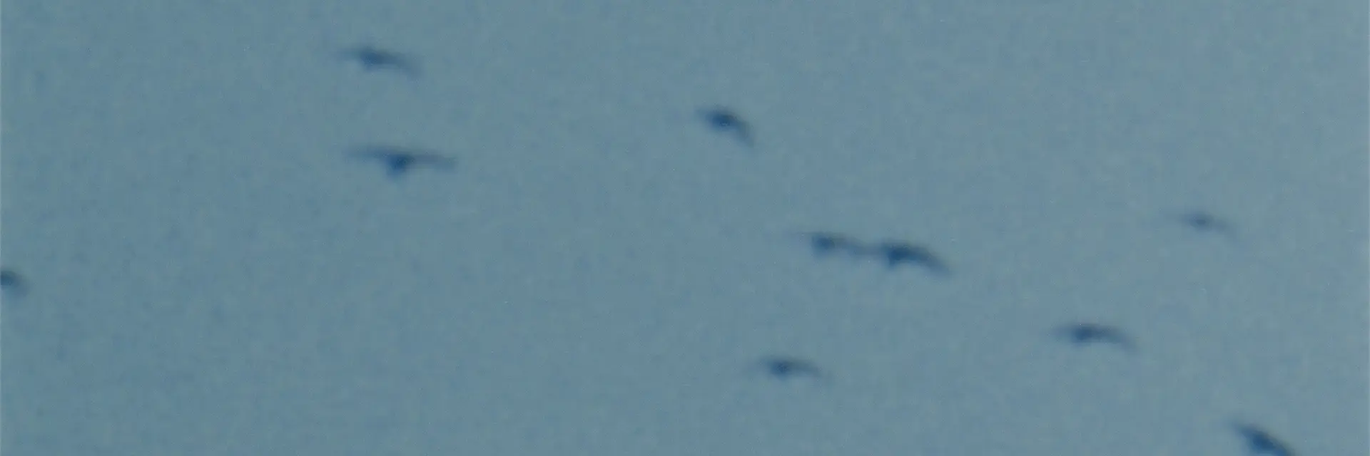 Die Presse Abo - Digital Family Abo